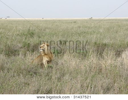 Afrika savana erkek Aslan