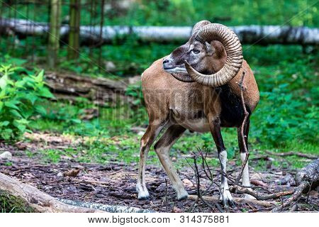European Mouflon, Ovis Orientalis Musimon. Wildlife Animal.