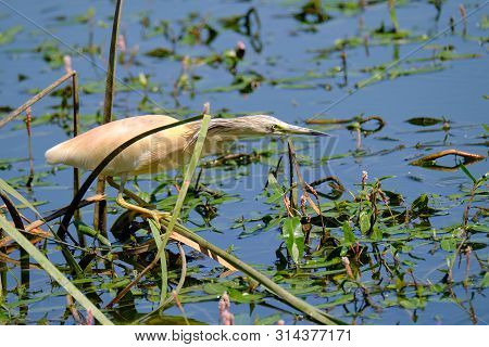 Crayfish Heron Perched On A Branch Waiting To Fish On The Riverbank