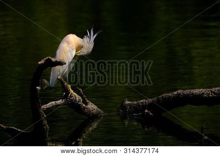 Crayfish Heron Perched On A Branch Waiting To Fish On The Riverbank