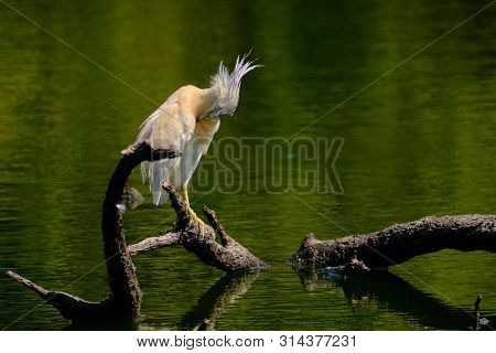 Crayfish Heron Perched On A Branch Waiting To Fish On The Riverbank