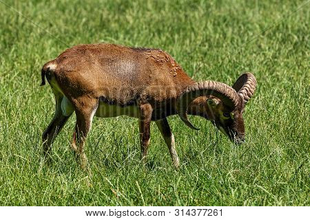 European Mouflon, Ovis Orientalis Musimon. Wildlife Animal.