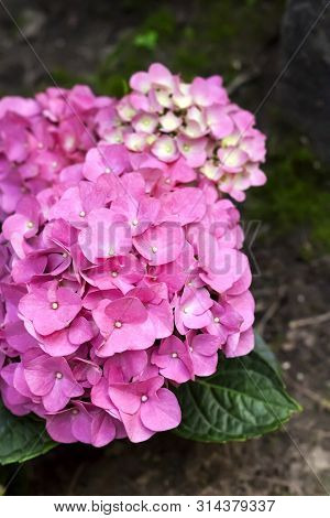 Pink Hydrangea Macrophylla (bigleaf Hydrangea) Inflorescence Closeup In Summer Garden