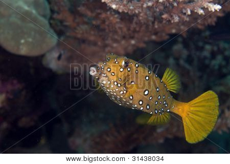 Keltainen boxfish fem. (ostracion cubicus).