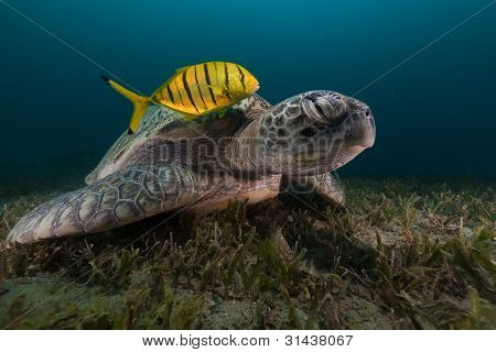 Tartaruga verde (chelonia midas) e carangidi nel Mar Rosso.