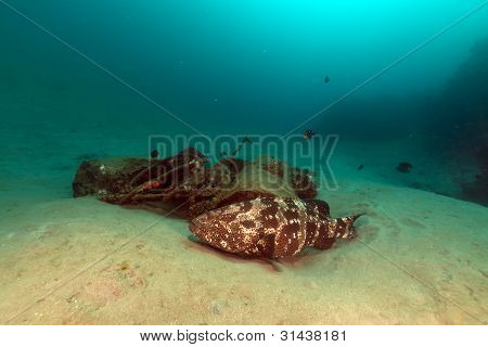 Malabar Cernia (epinephelus malabaricus) nel Mar Rosso.