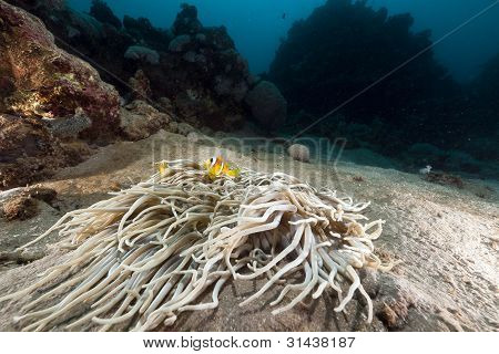 Coriacee anemoni (heteractis crispa) e anemonefish nel Mar Rosso.