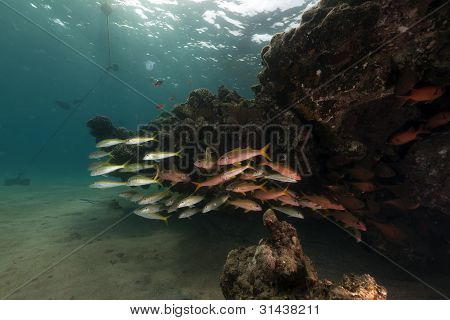 Pesci tropicali e coralli del Mar Rosso.