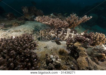 Marrone marmorizzato Cernia (epinephelus fuscoguttatus) nel Mar Rosso.