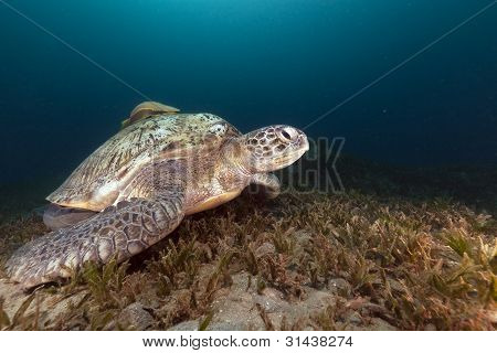 Tartaruga verde (chelonia midas) e carangidi nel Mar Rosso.
