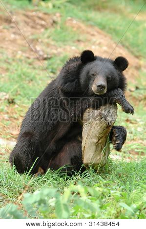 To je asijský černý medvěd v zoo