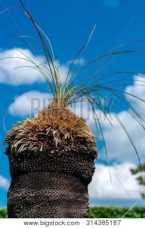 Close Up Of A Grass Tree (xanthorrhoea) In Bright Sunshine With A Blue Sky