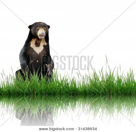 Sun bear con hierba verde, aislada sobre fondo blanco