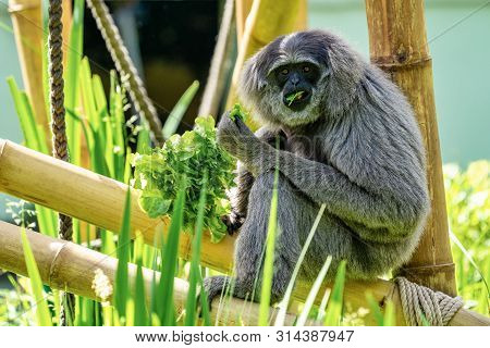 Silvery Gibbon, Hylobates Moloch In The Zoo