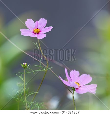 Closeup Of The Flowers Of A Garden Cosmos (cosmea Bipinnata)
