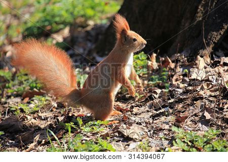 Furry Squirrel Is Standing On Two Hind Legs In The Spring City Park