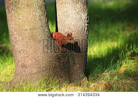 Furry Squirrel On The Tree In Spring City Park
