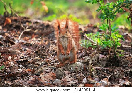 Furry Squirrel Is Standing On Two Hind Legs In The Spring City Park