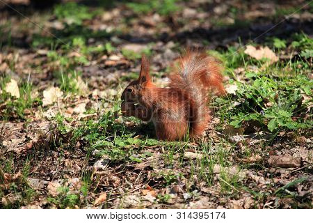 Cute And Furry Squirrel With The Nut Is Sitting In City Park