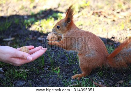 Woman Offers And Gives The Nut To The Cute And Furry Squirrel In The City Park