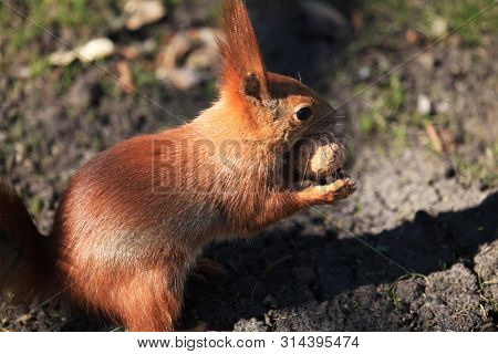 Cute And Furry Squirrel With The Nut Is Sitting In City Park