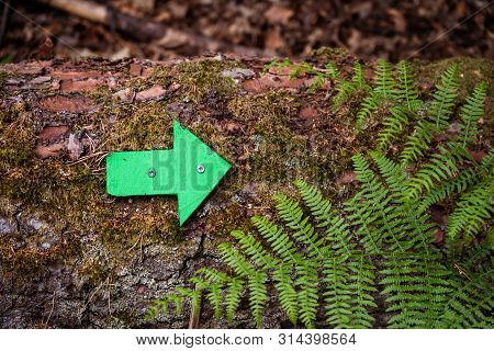 Close Up Green Wooden Arrow Pointing The Direction Of The Footpath Or Trail Attached To An Old Tree 