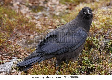 地面のカラス、カラス corax。