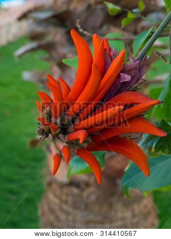 Flower Of Erythrina Spinosa Erythrina Corallodendrum, Exotic Flowers