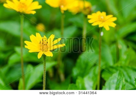 Melampodium Divaricatum 또는 작은 노란색 별