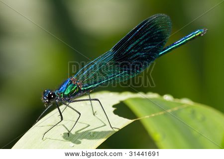Macro di un maschio Banded Demoiselle
