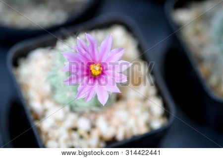 Mammillaria Scrippsiana, Cactus In The Flower Pot