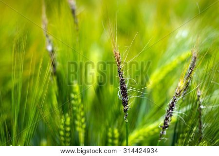 Fungal Diseases On The Ear Of Brewing Barley.