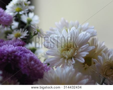 Violet And White Flower Petals Stacked Into Layers Name Gerbera Jamesonii ,compositae,gerbera,barber