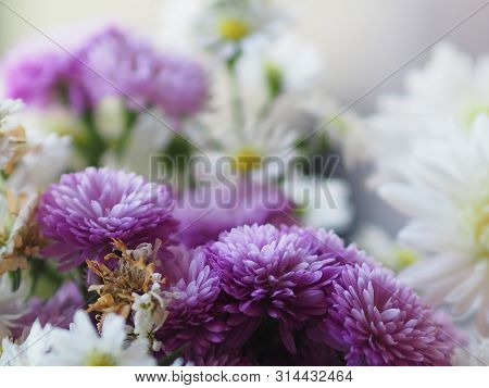 Violet And White Flower Petals Stacked Into Layers Name Gerbera Jamesonii ,compositae,gerbera,barber