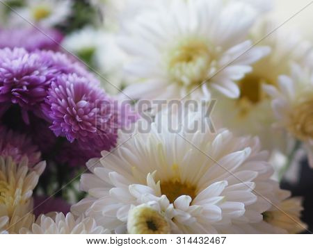 Violet And White Flower Petals Stacked Into Layers Name Gerbera Jamesonii ,compositae,gerbera,barber