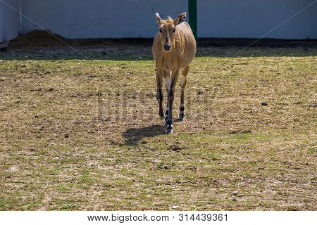 Antelope Nilgai Or Blue Bull (boselaphus Tragocamelus)