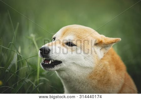 Portrait Of Growling Shiba Inu Dog In The Green Grass. Red Japanese Dog Breed Shiba Inu