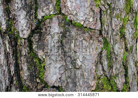 Texture Of Bark Background,tree Texture,wood Background