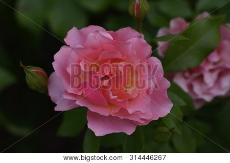 Very Nice Pink Opened Rose Flower In The Sunsshine