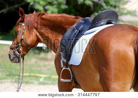 Beautiful Handmade Dressage Horse Riding Saddle With Girth, Stirrup On Saddle Pad On The Racetrack