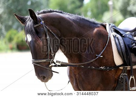 Beautiful Handmade Dressage Horse Riding Saddle With Girth, Stirrup On Saddle Pad On The Racetrack