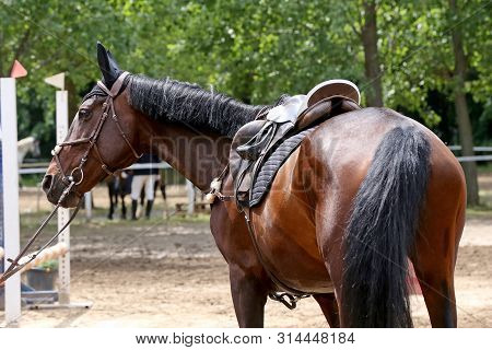 Beautiful Handmade Dressage Horse Riding Saddle With Girth, Stirrup On Saddle Pad On The Racetrack