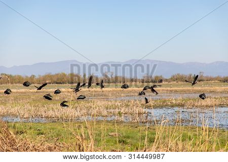 Black Birds Flying Over Swampy Field With Clear Sky