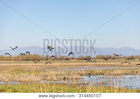 Black Birds Flying Over Swampy Field With Clear Sky