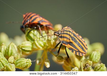 Striped Bugs (graphosoma Lineatum) On A Blossom In Summer
