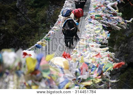 Yak Carrying Food And Bag For Nepali People And Tourist During Everest Base Camp Trekking From Lukla