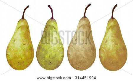 Vector Set Of Hand-drawn Juicy, Delicious Rich Soft Pears Conference, With Highlights, With A Beauti