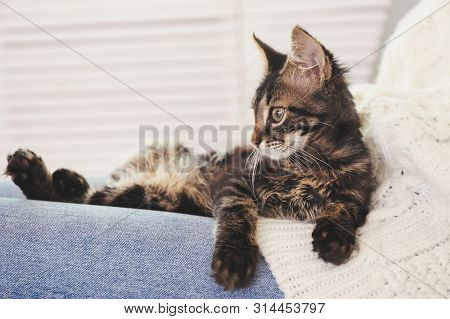 3 Months Old Tabby Kitten With Funny Fur Stains.
