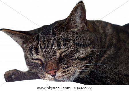Cat On A White Background