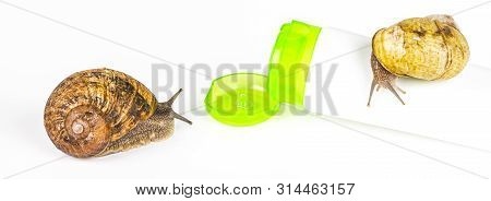 Cosmetics Organic Made With Slaver Of Snail, Very Good For Skin And Health And Fashion In Europe. Gr